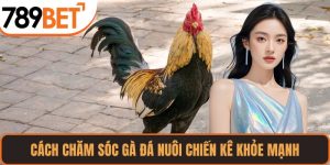 Cách Chăm Sóc Gà Đá Khỏe Mạnh