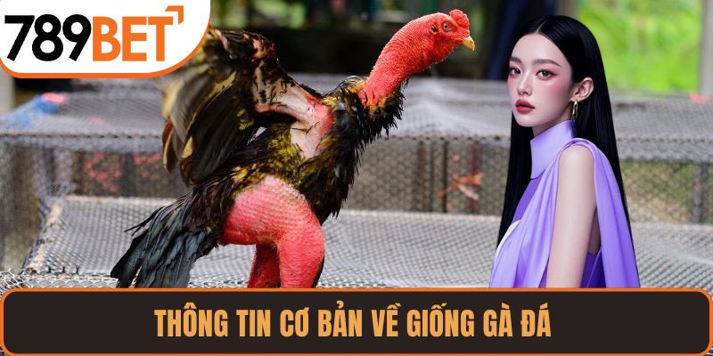 Thông tin cơ bản về giống gà đá